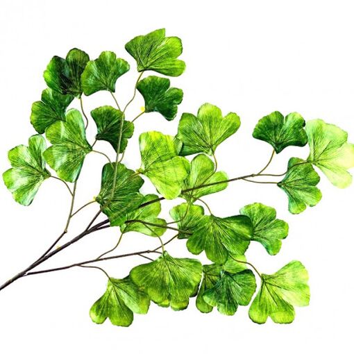 Ginkgo bilobe as part of Genbrain